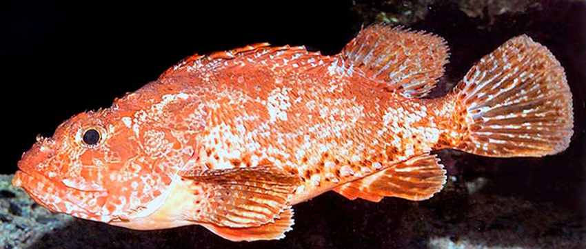 Scorpaena elongata_03.jpg